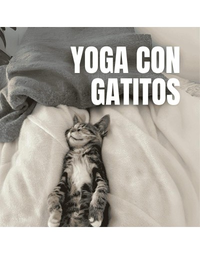Yoga con Gatos