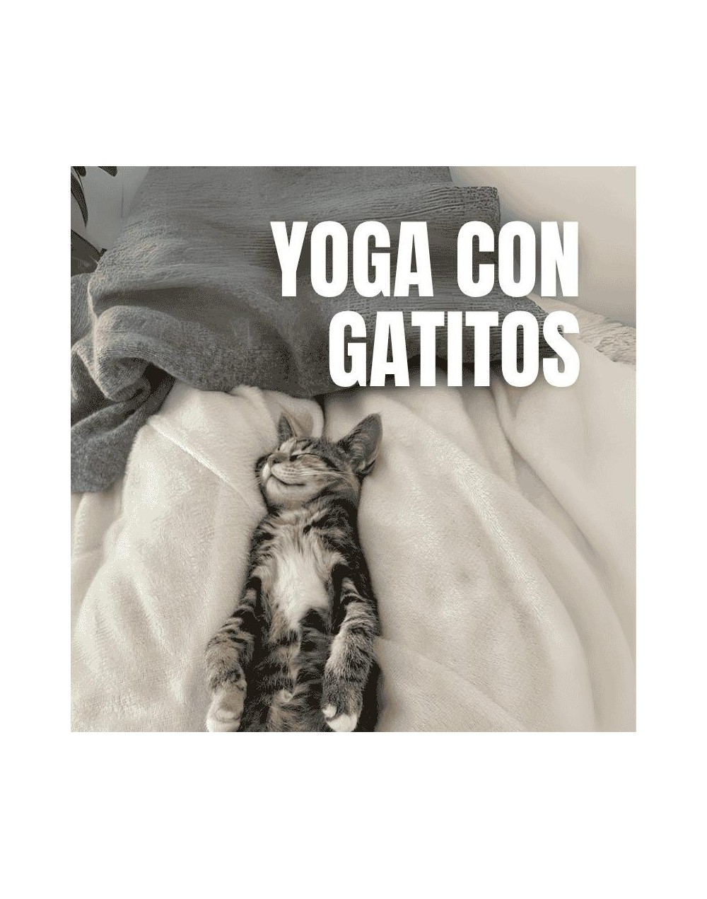 Yoga con Gatos