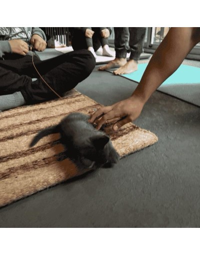 Yoga con Gatos