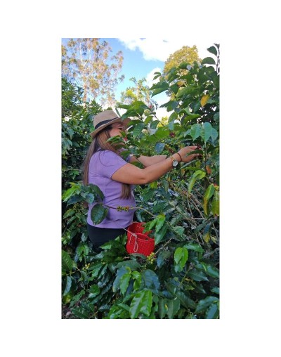 Coffe Tour Villa Safana