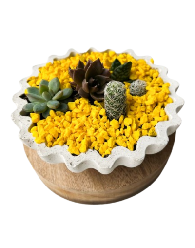 Suculenta Decorativa Moderna