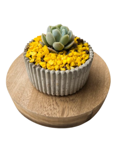 Suculenta Decorativa Moderna