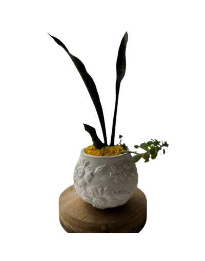 Suculenta Maxi Decorativa