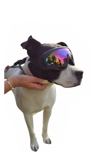 Gafas para perros de raza grande con protección UV 400