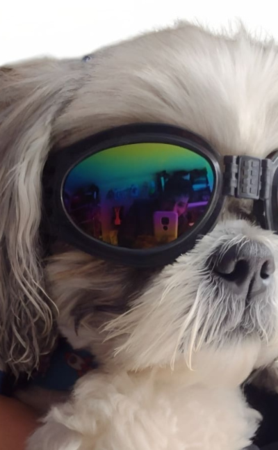 Gafas para Perros con Protección UV 400