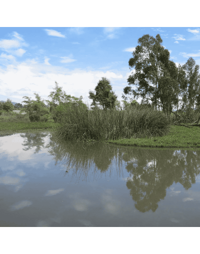 Circuito City Tour Humedales de Bogotá