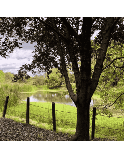 Circuito City Tour Humedales de Bogotá