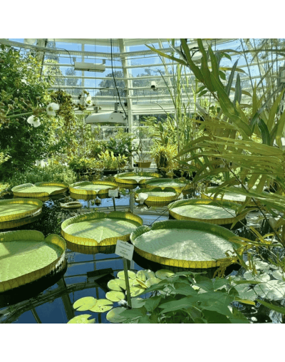 Explora La Magia del Jardín Botánico