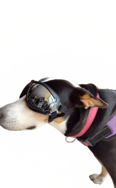 Gafas Pro para perros con lente tipo espejo 