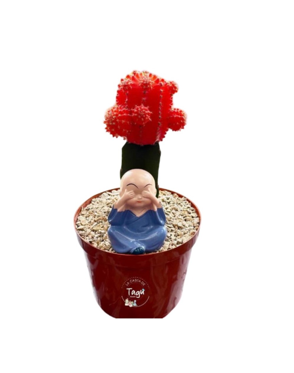 Cactus coreano naranja