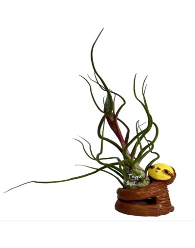 Tillandsia