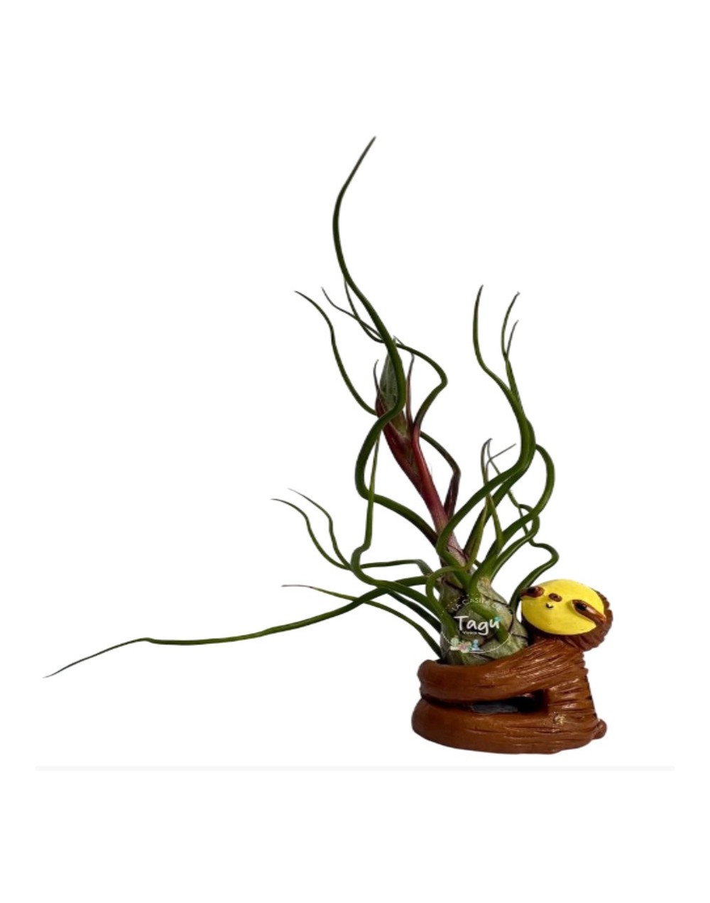 Tillandsia