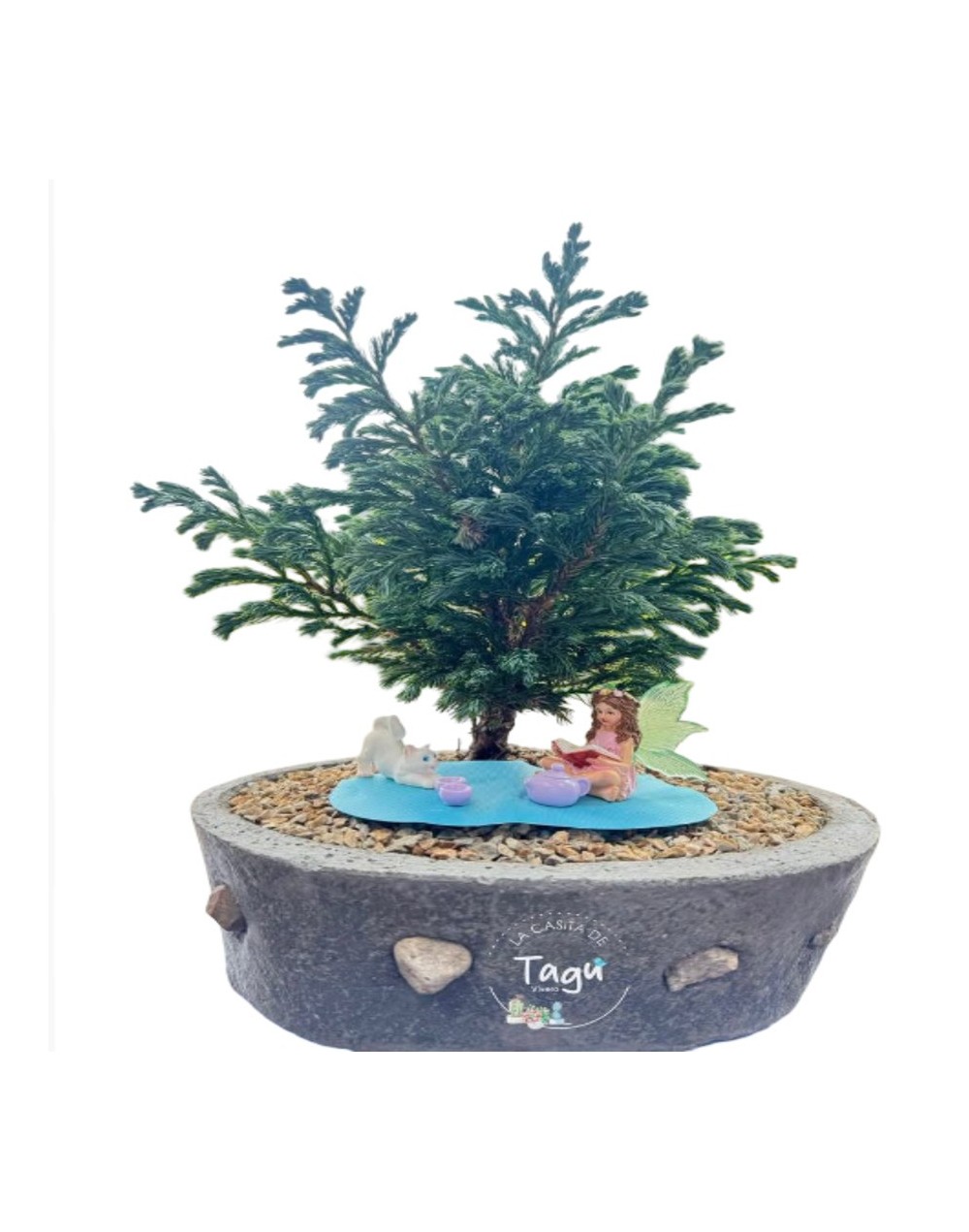 Bonsai de Pino