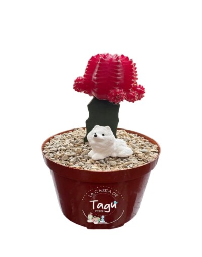 Cactus coreano rojo