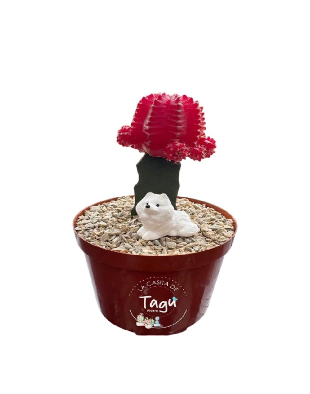 Cactus coreano rojo