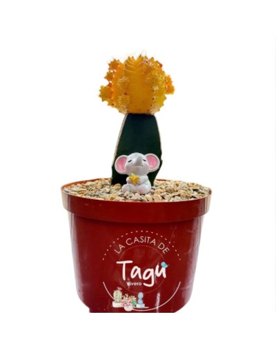 Cactus coreano amarillo