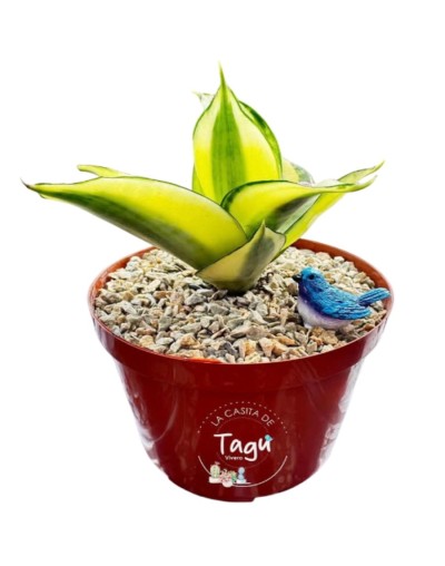 Sansevieria enana