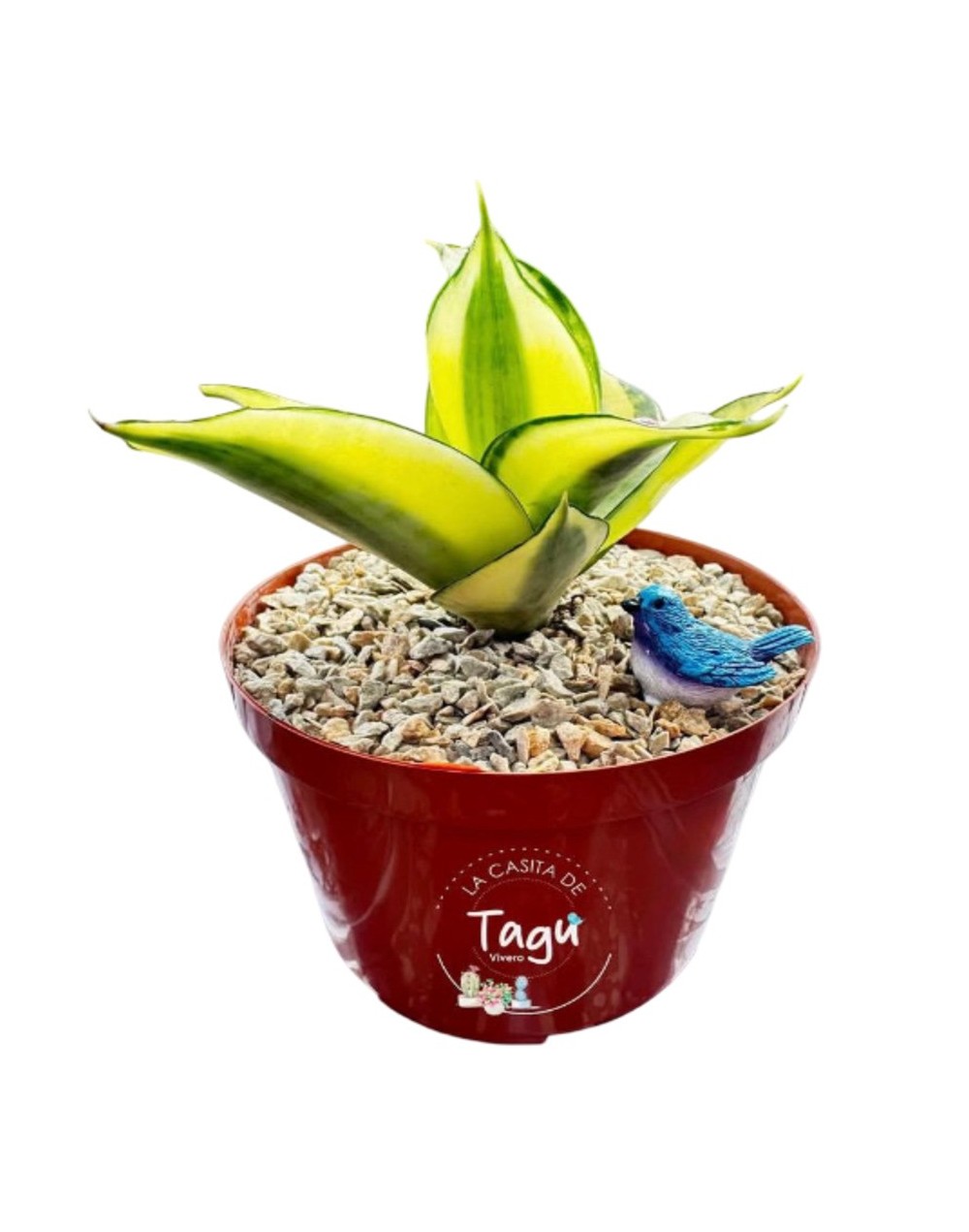Sansevieria enana