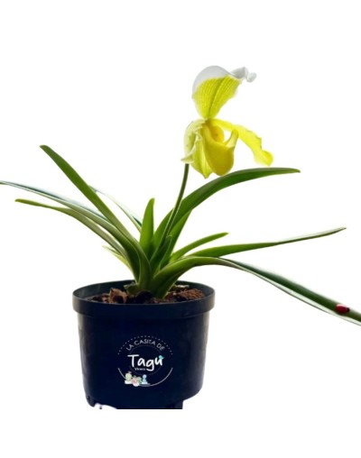 Orquídea zapatico amarillo 