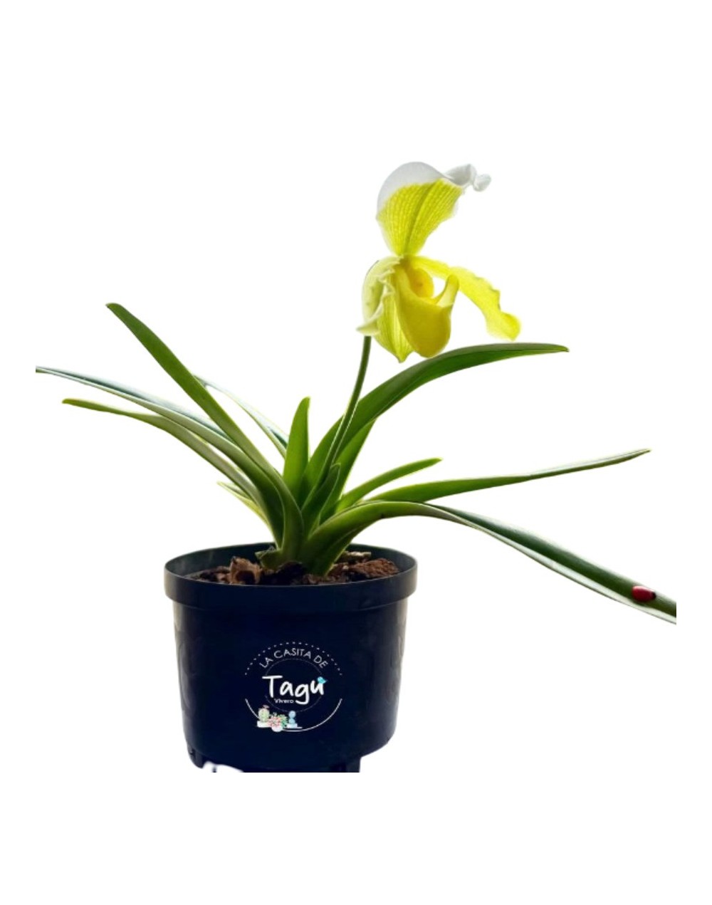 Orquídea zapatico amarillo 