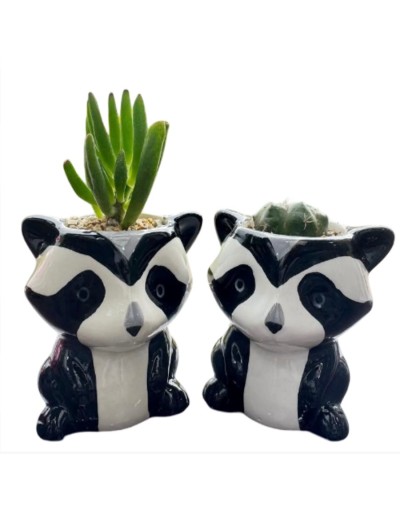 Cactus y suculentas 