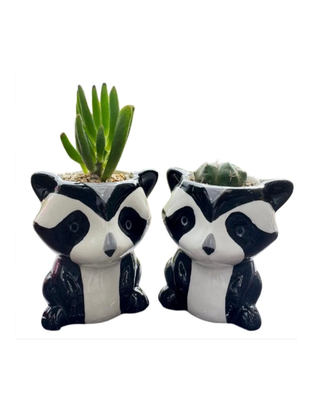 Cactus y suculentas 