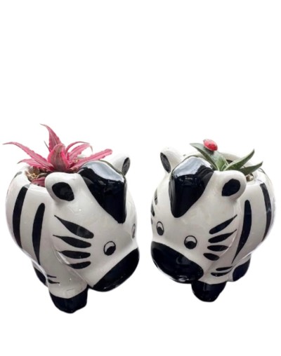 Cactus y suculentas