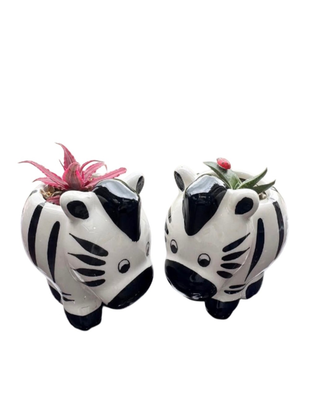Cactus y suculentas