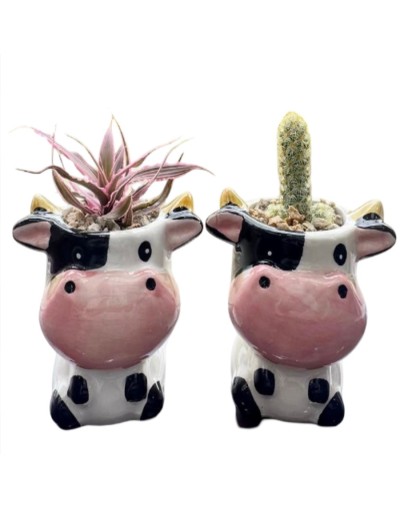 Cactus y suculentas 