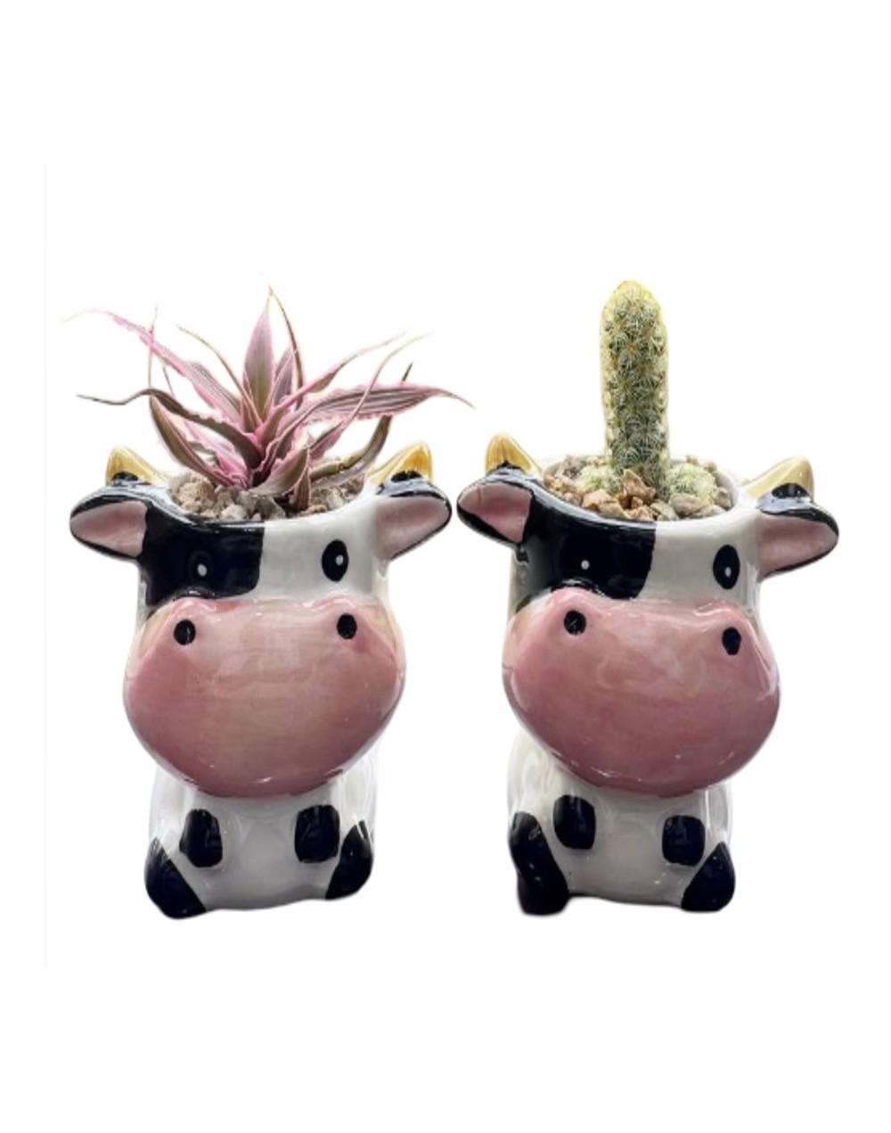 Cactus y suculentas 