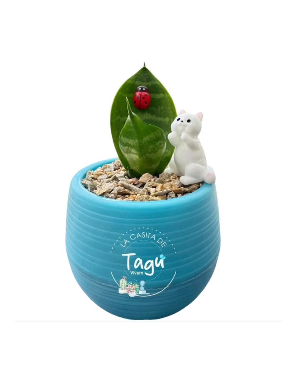 Sansevieria 