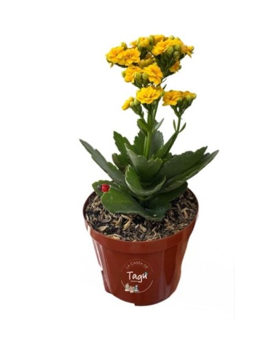 Kalanchoe mini Amarillo