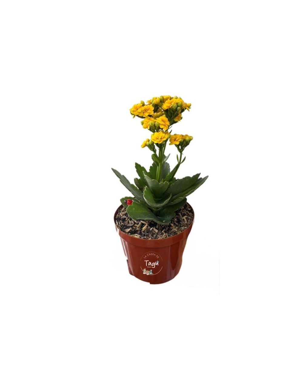Kalanchoe mini Amarillo