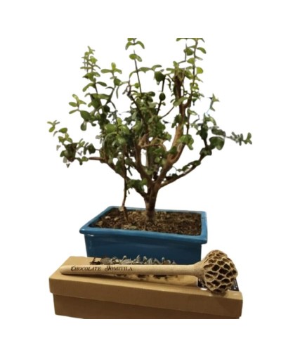  Molinillo Artesanal Chocolate Domitila