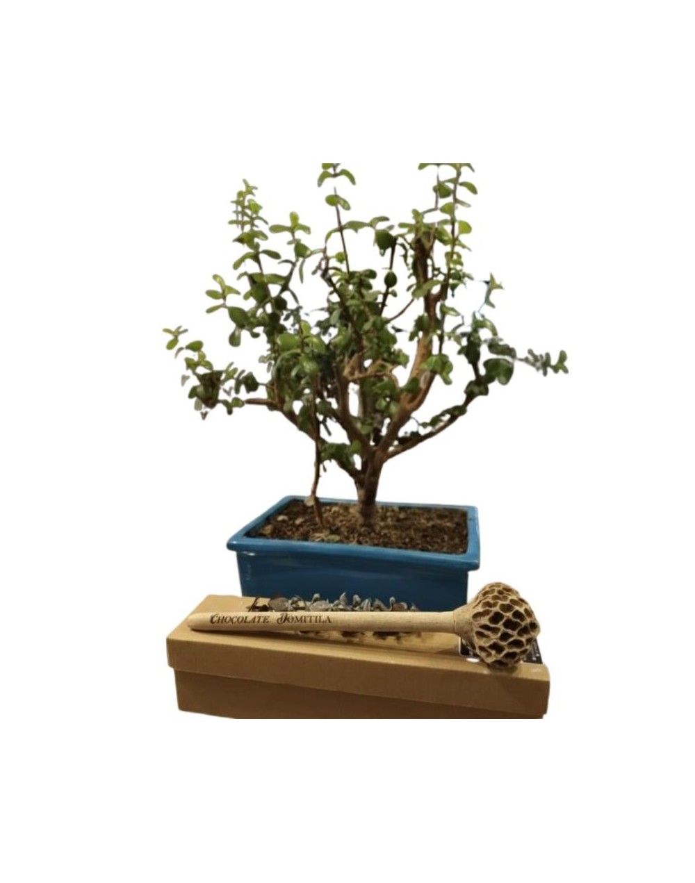  Molinillo Artesanal Chocolate Domitila