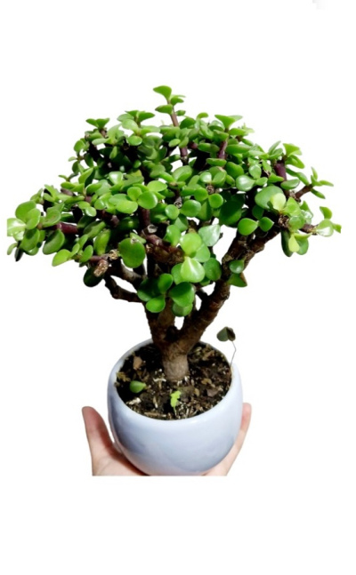 Mini bonsai de 3 años