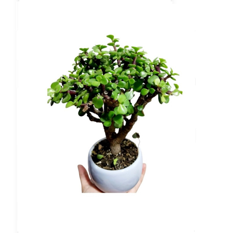 Mini bonsai de 3 años