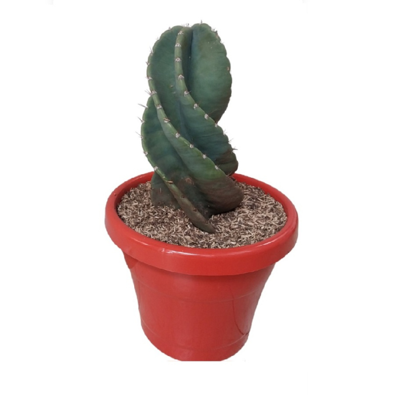 Cactus espiral