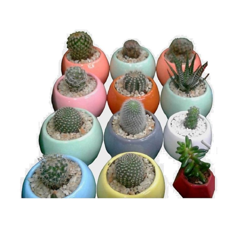 Cactus y suculentas 