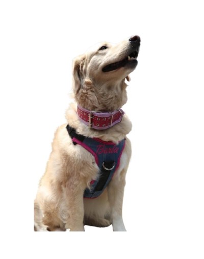 Pechera Ergonómica Tipo Y: Libertad y Confort en Cada Paso