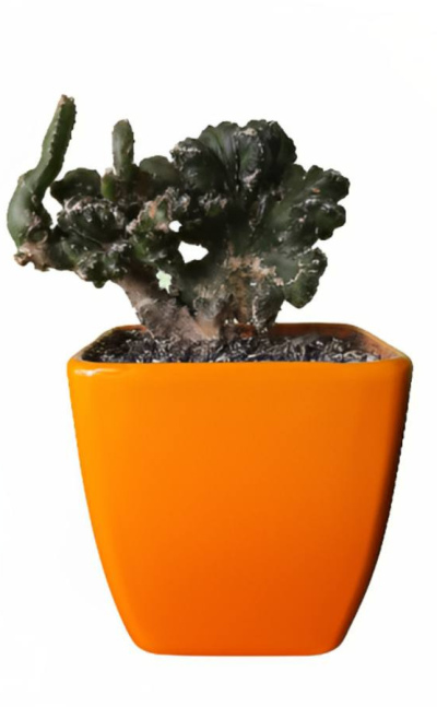 Cactus cerens spegazzinni