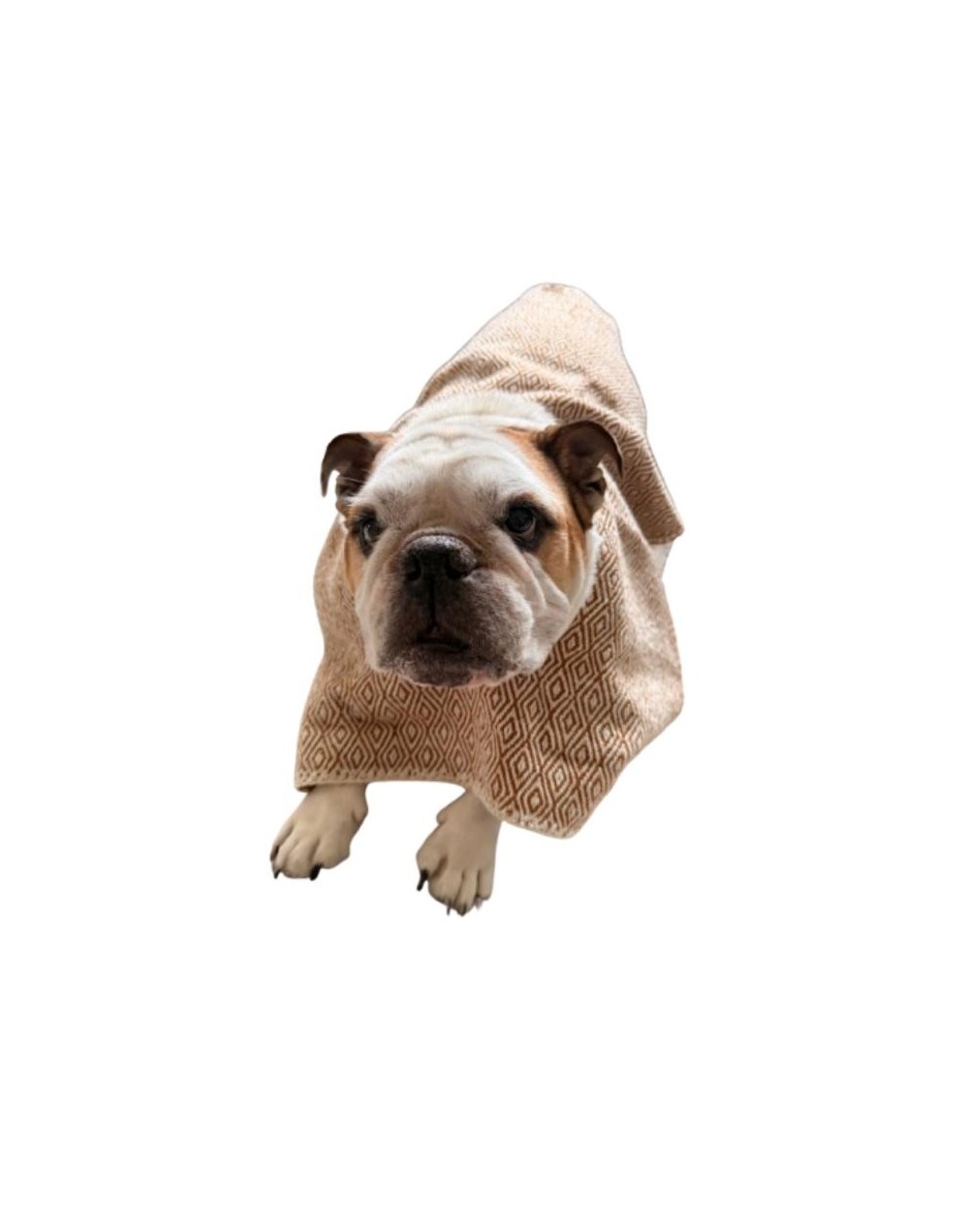 Ruana para mascotas sin capota Estrellita Errante 