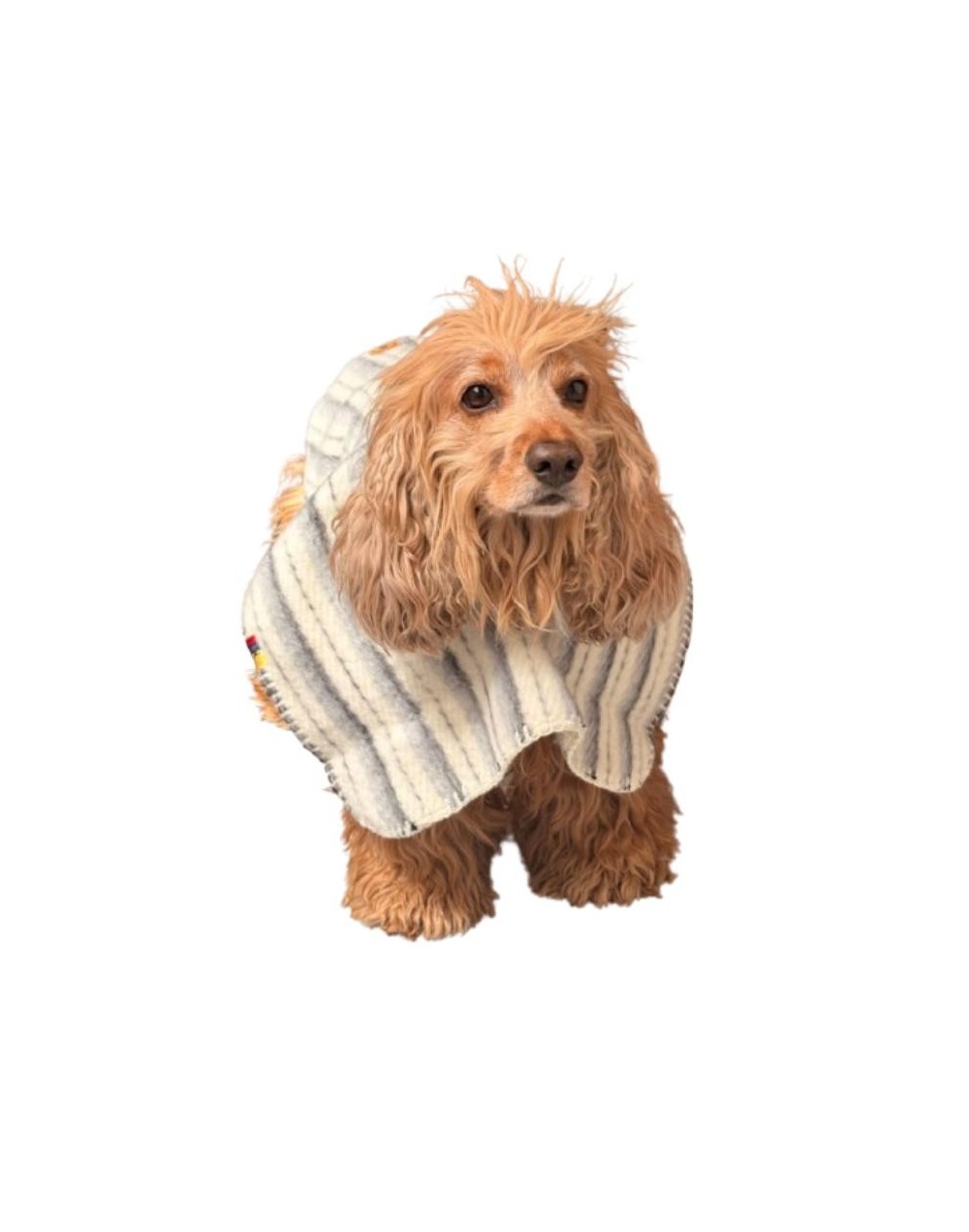 Ruana para mascotas sin capota Carranguera