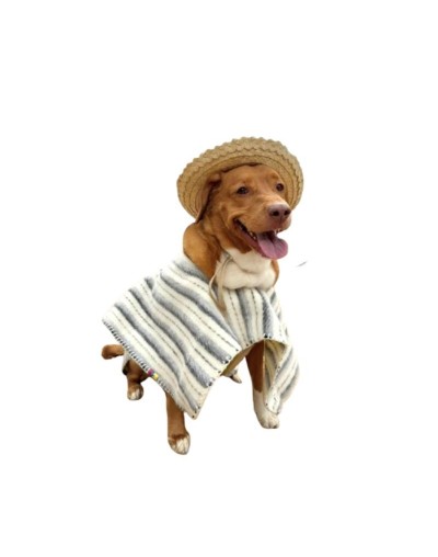Ruana para mascotas sin capota Carranguera