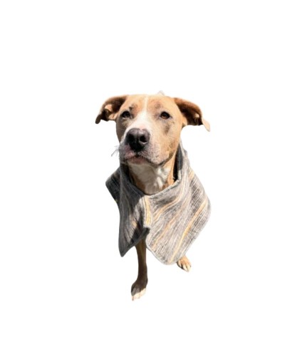 Ruana para mascotas sin capota Mijitica