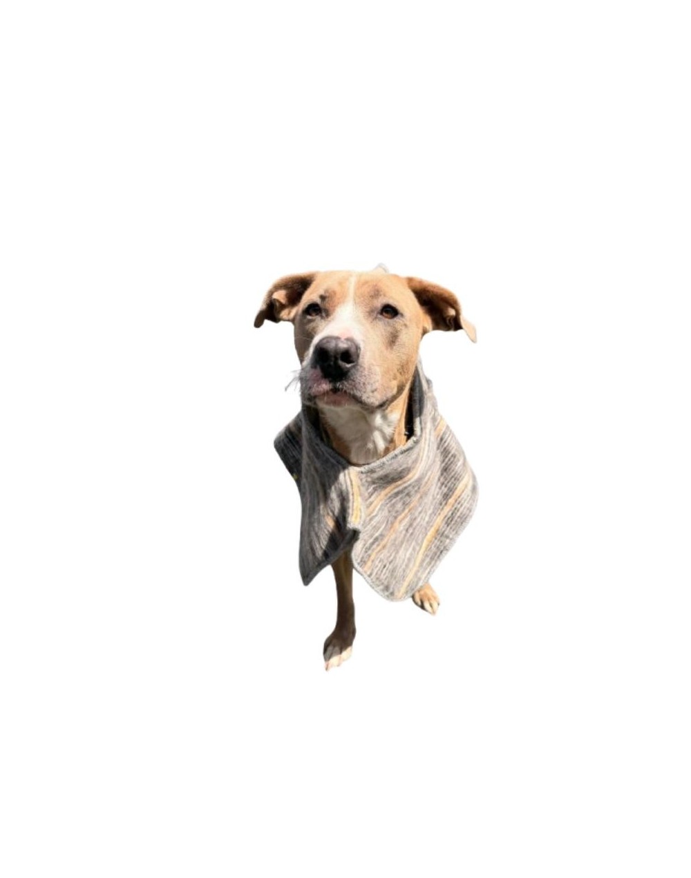 Ruana para mascotas sin capota Mijitica