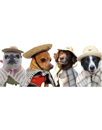 Sombreros para mascotas 