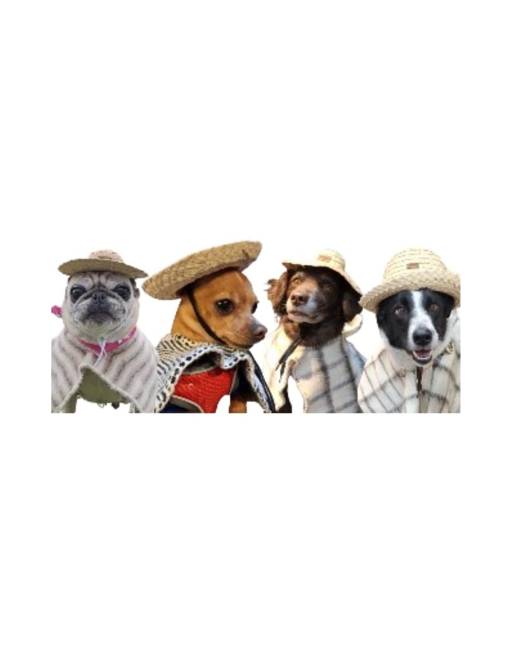 Sombreros para mascotas 