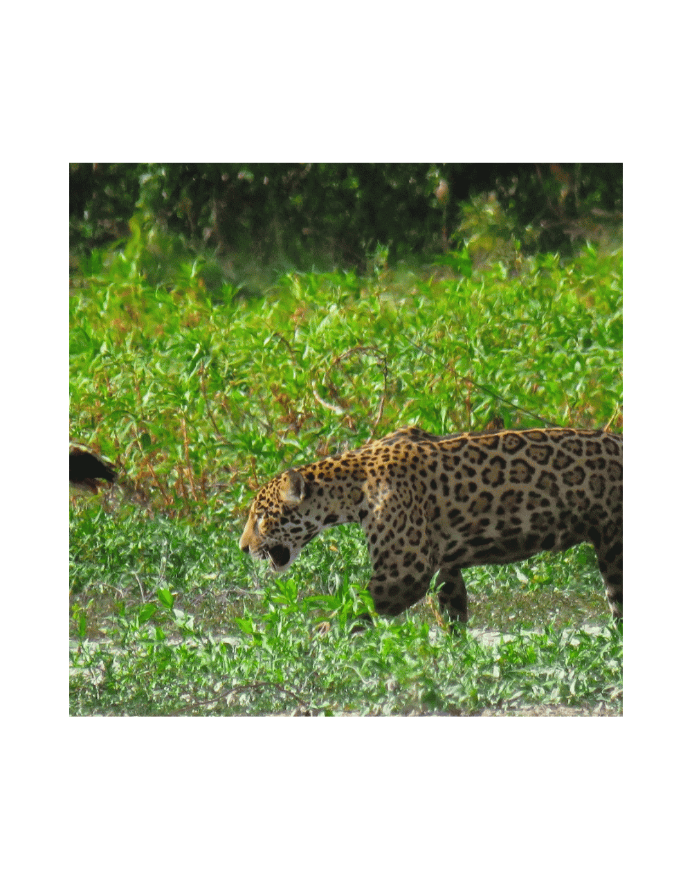 Pasadía — Sea Llanero por un Día