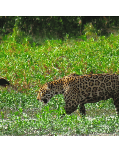 Ruta Safari Llanero — 5 Días / 4 Noches